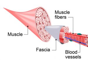 muscle-anatomy