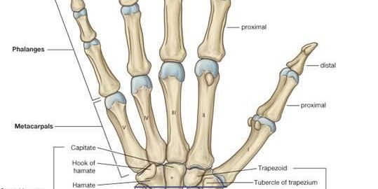 Hand and Wrist Injuires